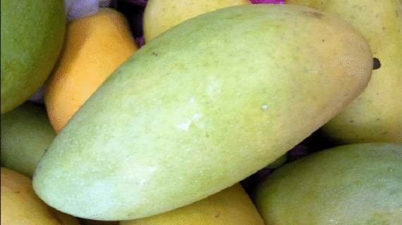 ফজলি আম | ১৫ কেজি