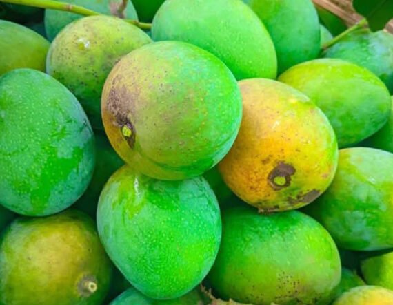 গোপালভোগ আম | ৩০ কেজি