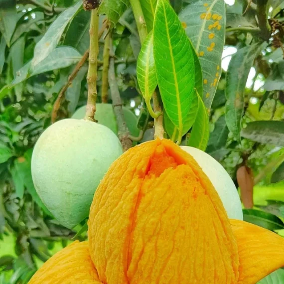 হিমসাগর আম | ৩০ কেজি