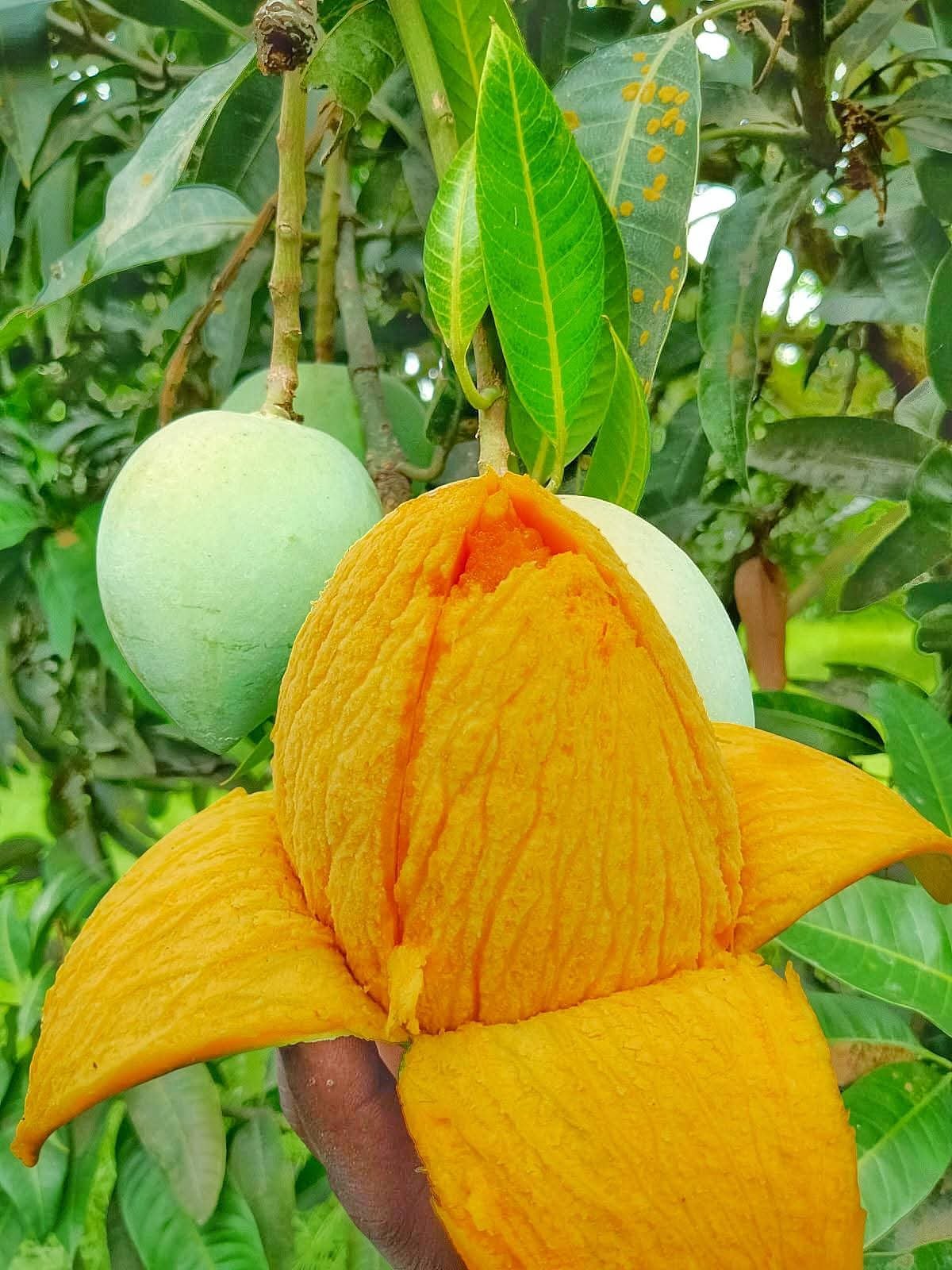 আম